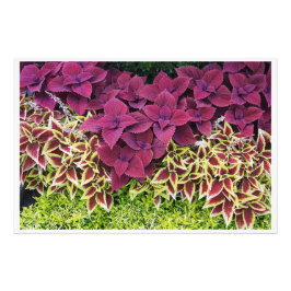 Foto Coleus 36"x24"