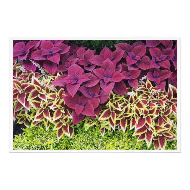 Foto Coleus 36"x24" (Frente)
