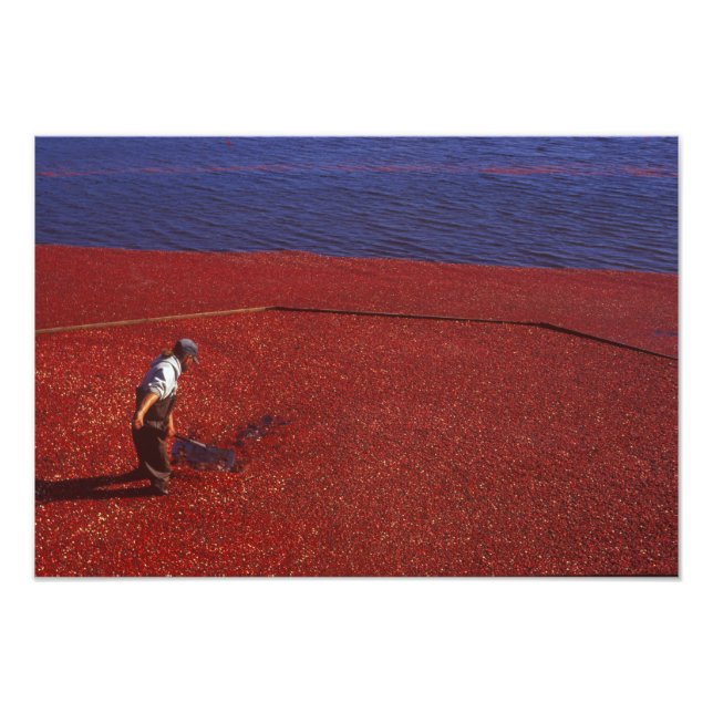 Foto Colheita de Cranberry, Middleboro, MA, EUA (Frente)
