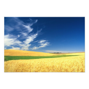 Foto Colheita de trigo na palha oriental