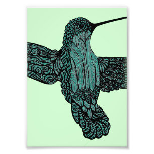 Foto Colibri - cerceta