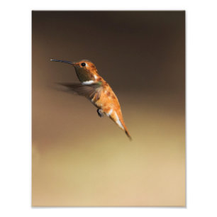 Foto Colibri Rufous em vôo