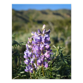 Foto Colina de Casper Mountain Lupine - Casper WY