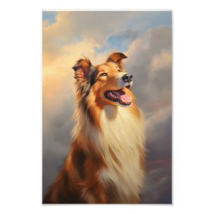 Foto Collie grosso / Collie escocês