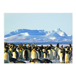 Foto Colônia de pinguim no gelo
