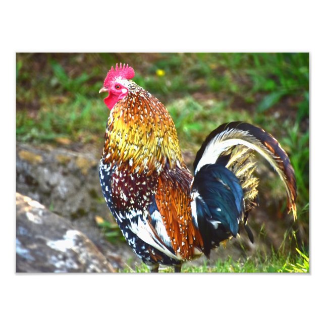 Foto Colorful Rooster - Kauai, Havaí (Frente)