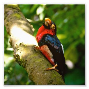 Foto colorida da floresta húmida do pássaro