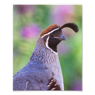 Foto Colorida Quail