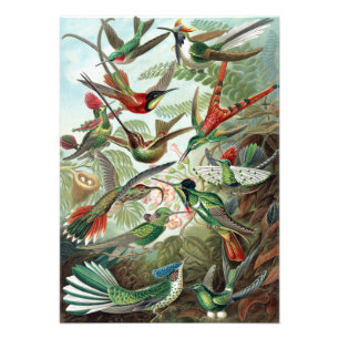 Foto Colorido Hummingbird por Ernst Haeckel Poster