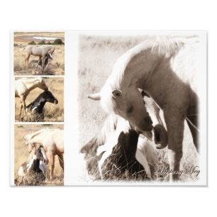 Foto Colts será Colts - colagem do mustang