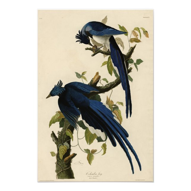 Foto Columbia Jay das Aves da América de Audubon (Frente)