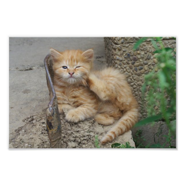 Foto Comichão (Frente)