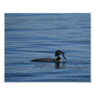 Foto Common Loon, Ilha Guemes, WA