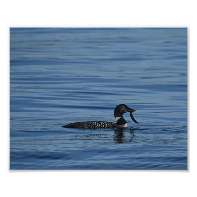 Foto Common Loon, Ilha Guemes, WA (Frente)