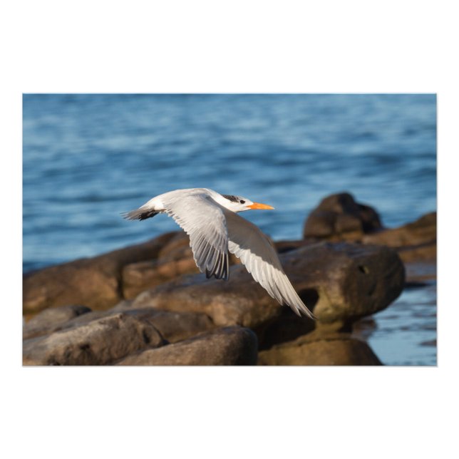 Foto Como o Tern Flies (Frente)