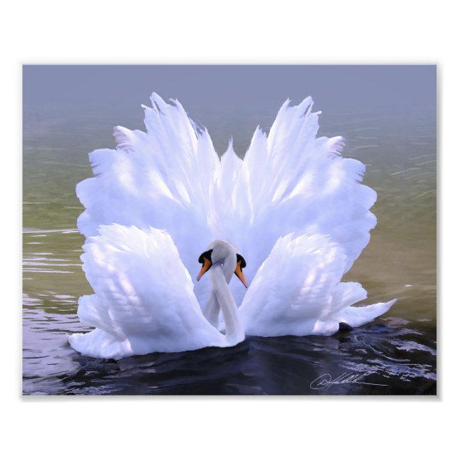 Foto Como um, Swans por Danny Hahlbohm (Frente)