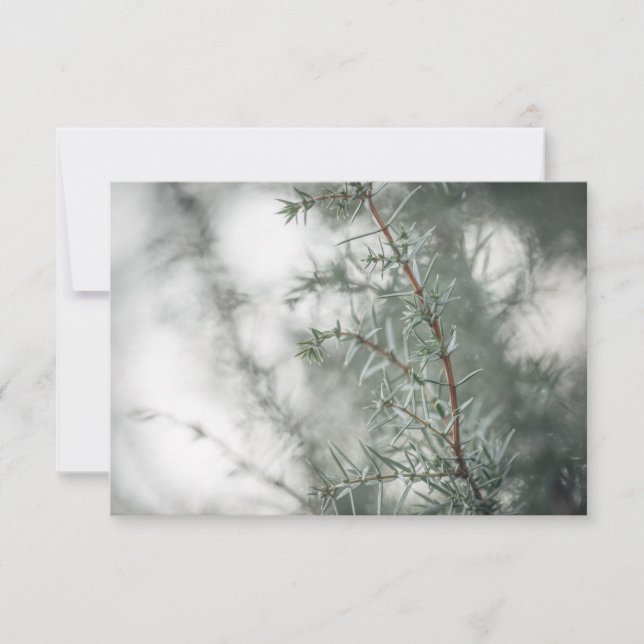 Foto comum de natureza de Juniper (Frente)
