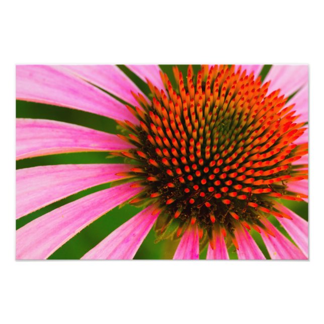 Foto Coneflower (Frente)