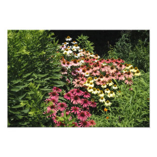 Foto Coneflowers 19"x13"