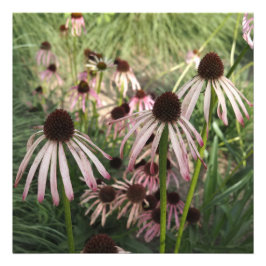 Foto Coneflowers 24"x24"
