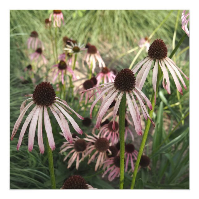 Foto Coneflowers 24"x24" (Frente)