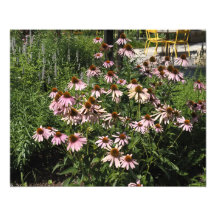 Coneflowers Rosa de 20"x16"