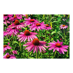 Foto Coneflowers roxo