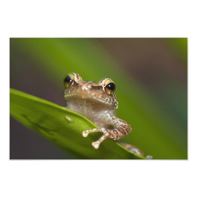 Foto Coqui comum, Eleutherodactylus coqui (Frente)