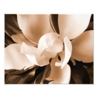 Cor branca da Magnolia Flor Preto Fundo