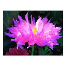 Foto Cor-de-rosa estonteante e cacto roxo Dahlia