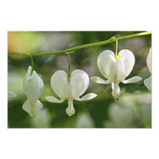 Foto Corações Brancos Sangrando Flores