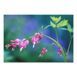 Foto Corações sangrando cor-de-rosa no jardim. Crédi