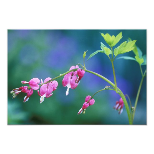 Foto Corações sangrando cor-de-rosa no jardim. Crédito  (Frente)