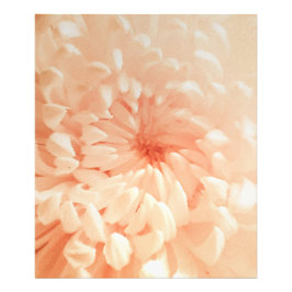 Foto Coral Chrysanthemum