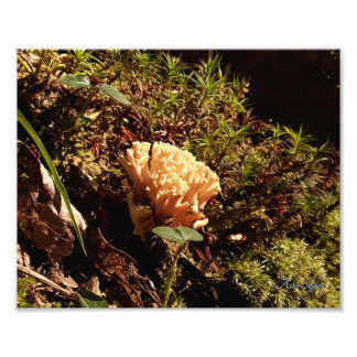 Foto Coral Mushroom impressionante