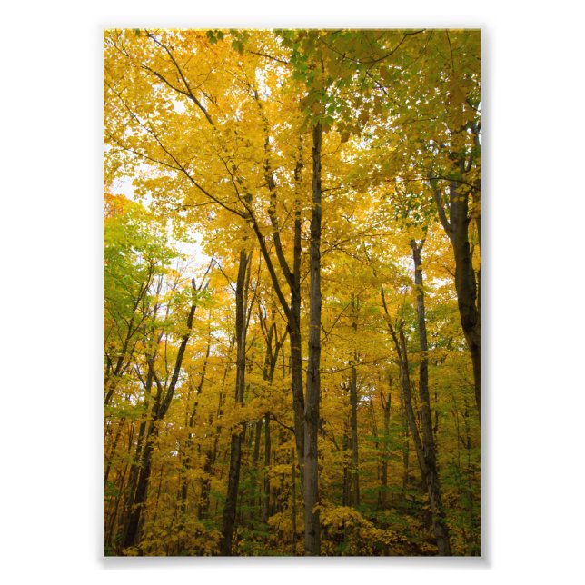 Foto Cores de queda, Munising, Michigan (Frente)