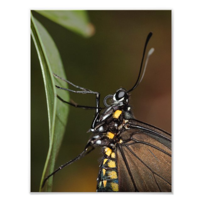Foto Cores de zebra (Frente)