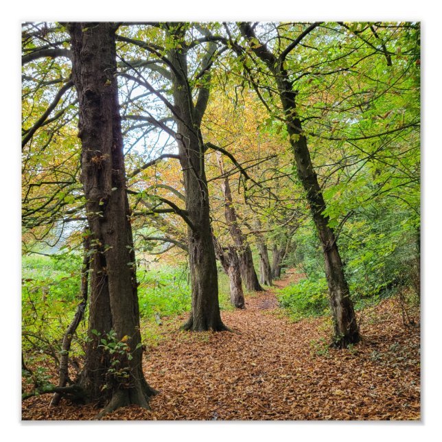 Foto Cores do outono (Frente)