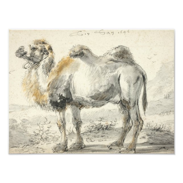 Foto Cornelis Saftleven - A Camel (Frente)