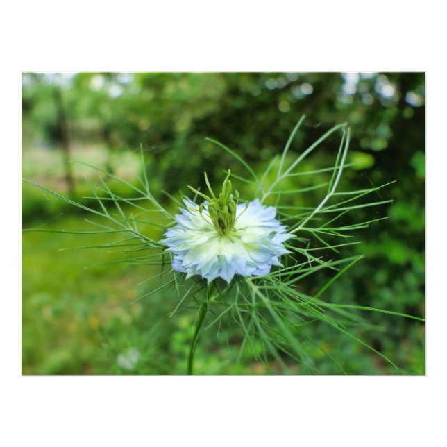 Foto Cornflower (Frente)