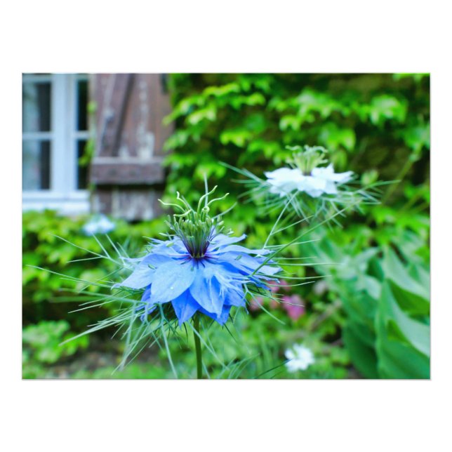 Foto Cornflower (Frente)