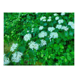 Foto Cornus sanguinea