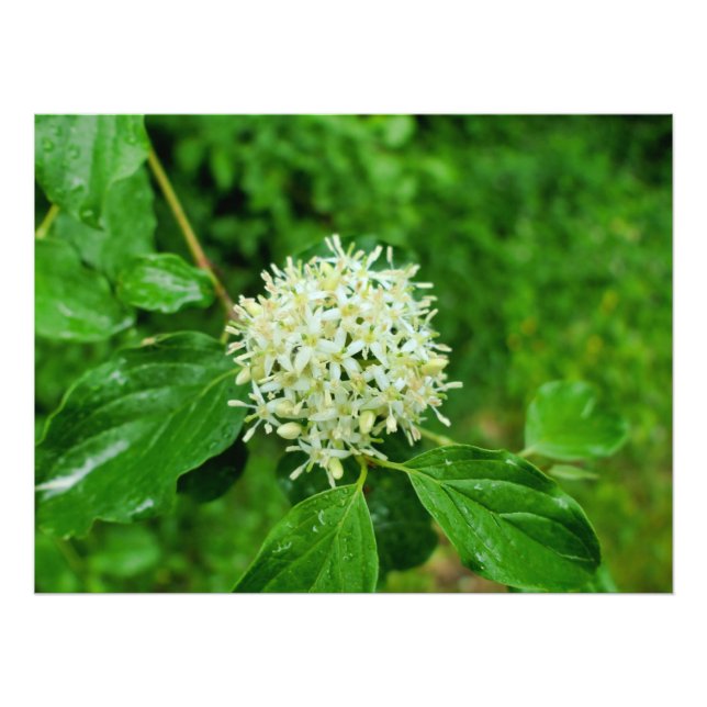 Foto Cornus sanguinea (Frente)