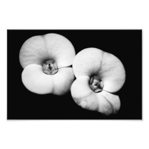 Foto coroa de espinhos