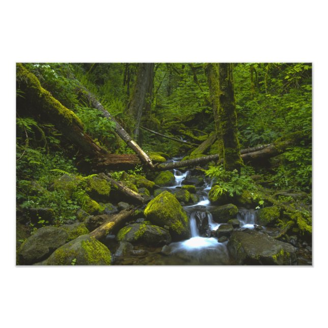 Foto Córrego da Floresta Tropical Temperada no Rio Colu (Frente)