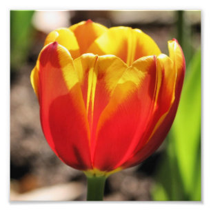 Foto Corrija Laranja Yellow Tulip Flower Close (Fechar)