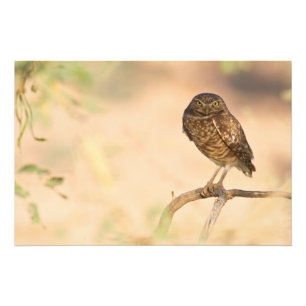 Foto Coruja Burrowing Sunrise
