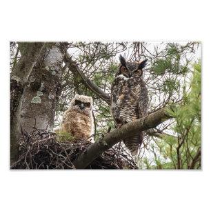 Foto Coruja e Owlet excelente