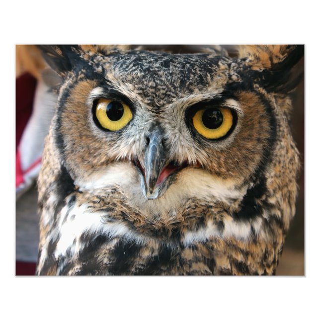 Foto Coruja-excelente (Bubo virginianus) (Frente)