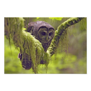 Foto Coruja Manchada do Norte Strix occidentals